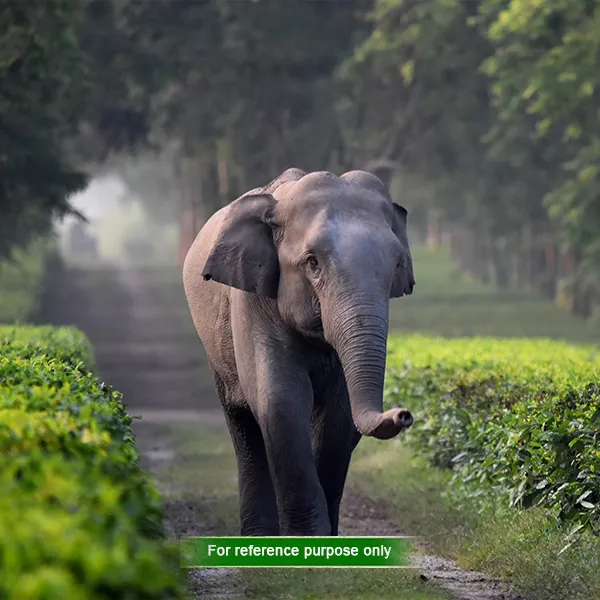 wildlife safaris in Dooars