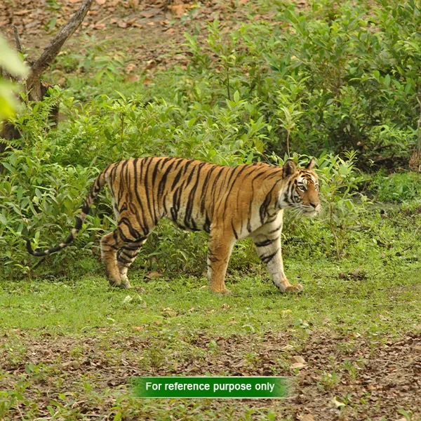 Site Seen Watching in Dooars