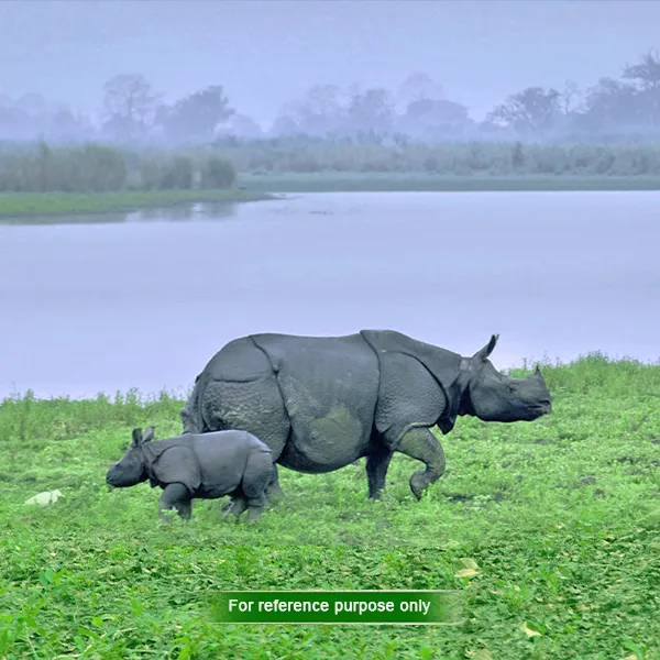 wildlife safaris in Dooars
